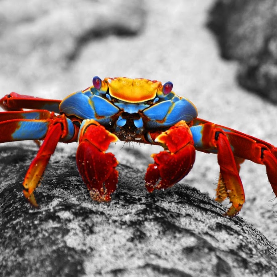 Sally Lightfoot Crab. Grapsus Grapsus. Галапагосский краб. Разноцветные Крабы.