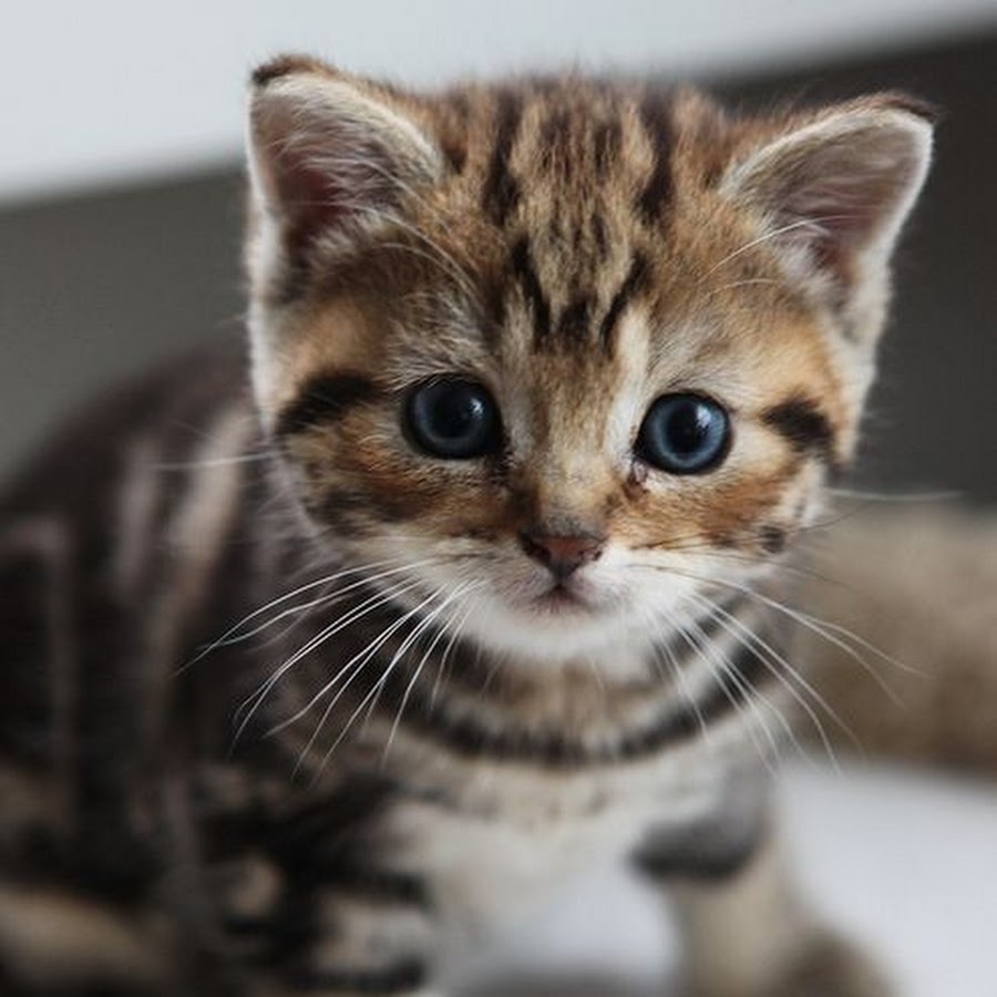 Маленькие кошки породы. Кошки маленькие. Разные котята. Породистые котята. Милый кот.