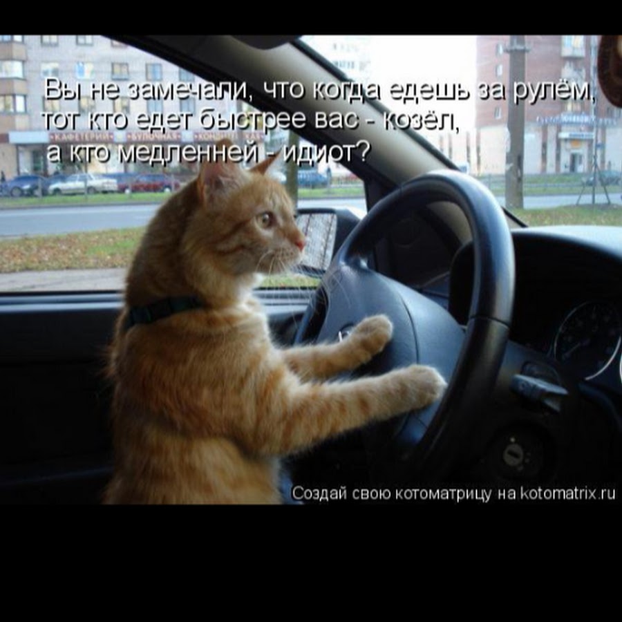 Почему говорят ехай. Кот за рулем прикол. Коты за рулем с надписью. Кот едет за рулем. Рыжая кошка за рулем.
