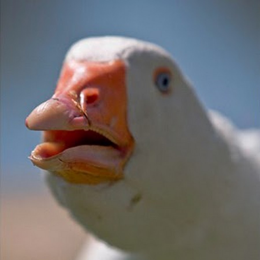 Profile avatar of DolanDark
