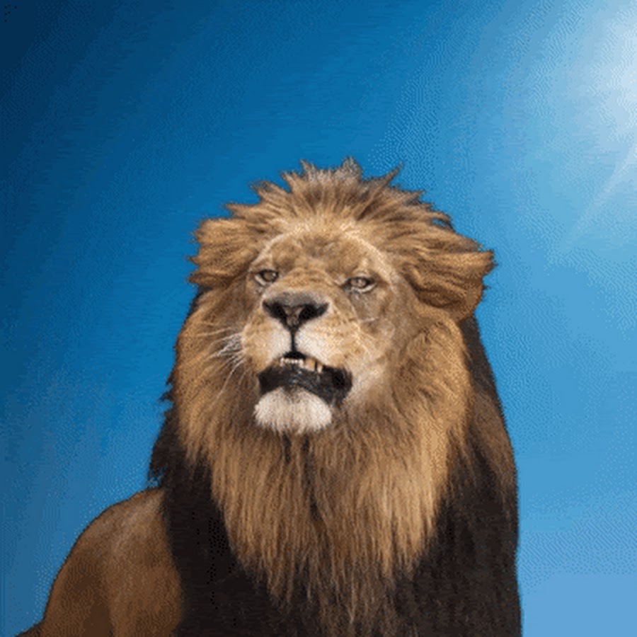 This Is Why Male Lions End Their Lives So Badly - YouTube