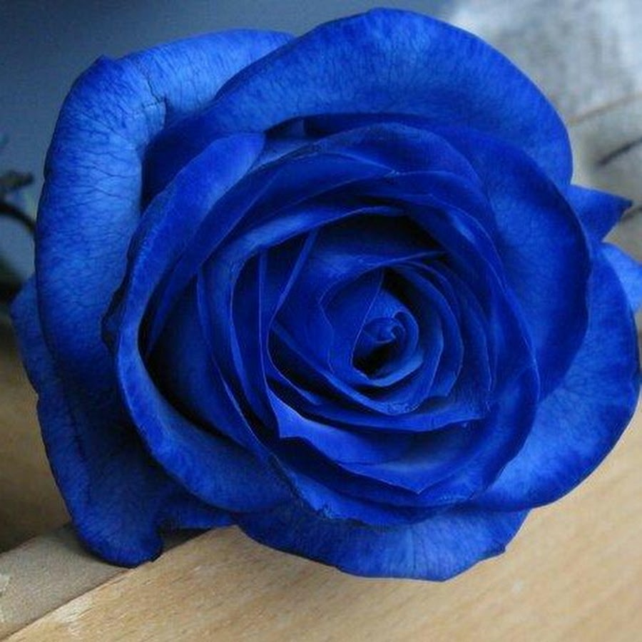 Синий accesssale140422. Голубые розы Сантори.