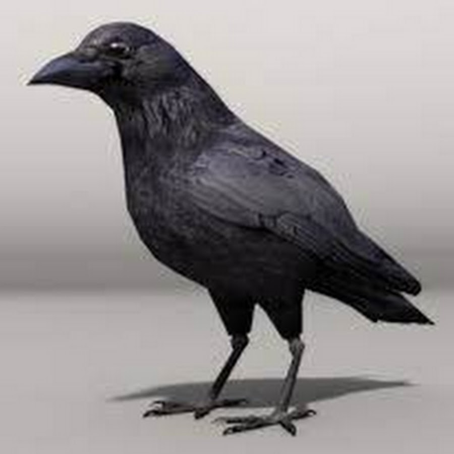 Crow мод. Ворон STL. Ворона Геншин. Модель ворона. Ворона 3d модель.