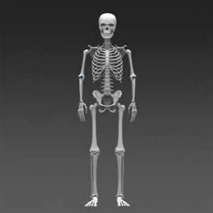 Skeleton body. Скелет человека. Полный скелет человека. Скелет во весь рост. Скелет человека картинка.