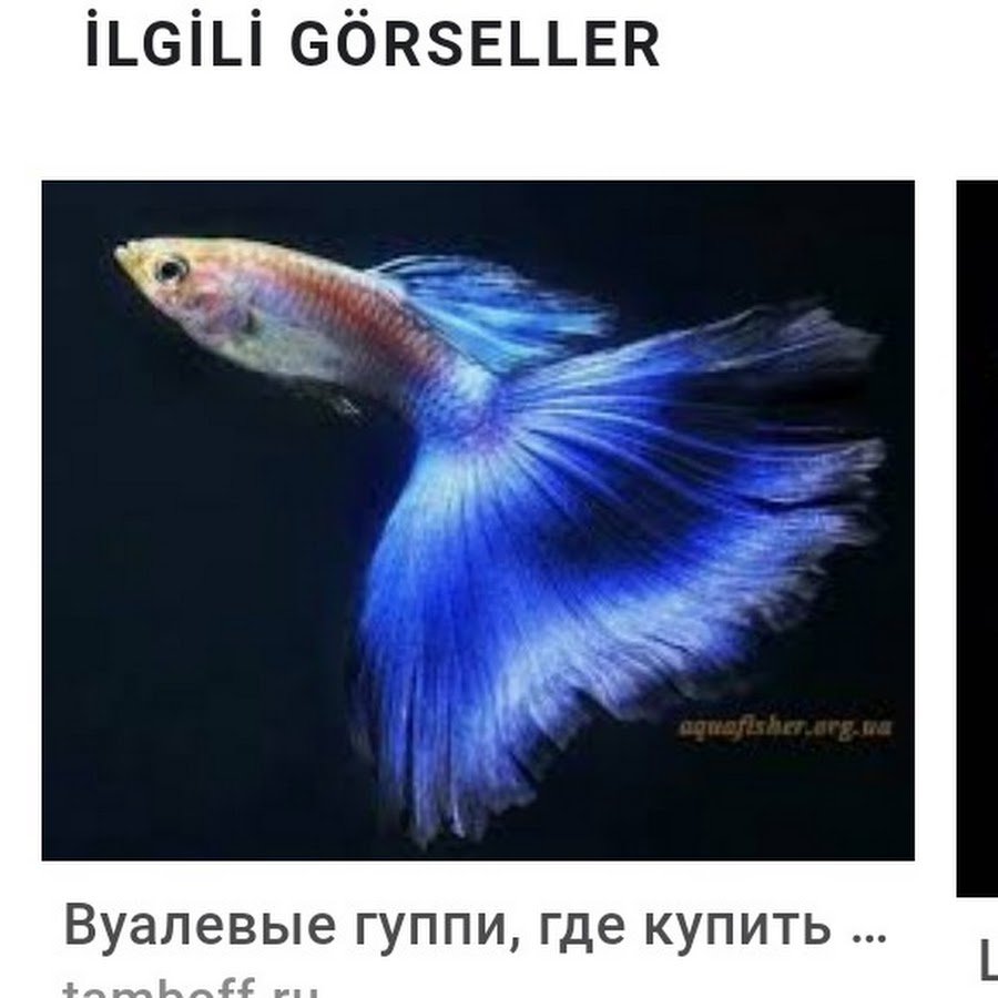 Наличие хвоста рыбы. Гуппи рыбки. Рыба гуппи Poecilia reticulata. Аквариумные рыбки гуппи голубая. Рыбка гуппи синяя.