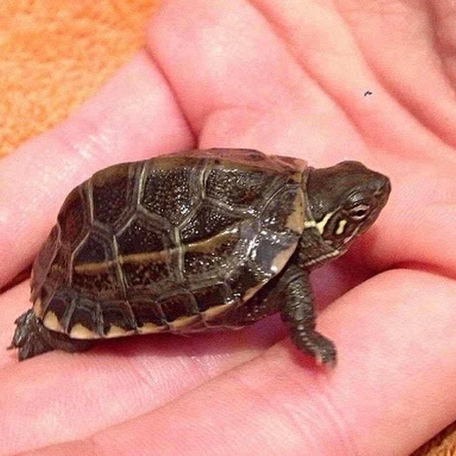 Last turtle. Черепашка 50. Муж черепахи. Мужчина с черепашками. Мужчина на черепахе.