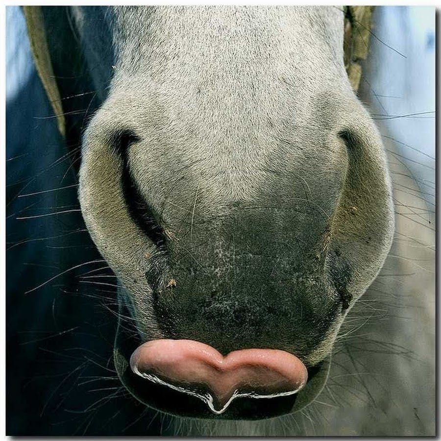 Лошадка язык. Язык лошади. Лошадь с сердечком. Прикольный конь. Лошадка с сердечком.