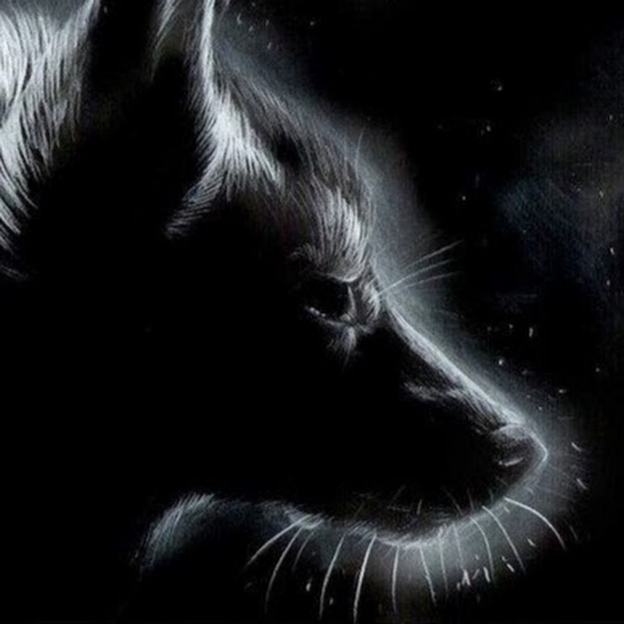 Dark fox. Грустный волк. Волк на черном фоне. Черная лиса. Лис на черном фоне.