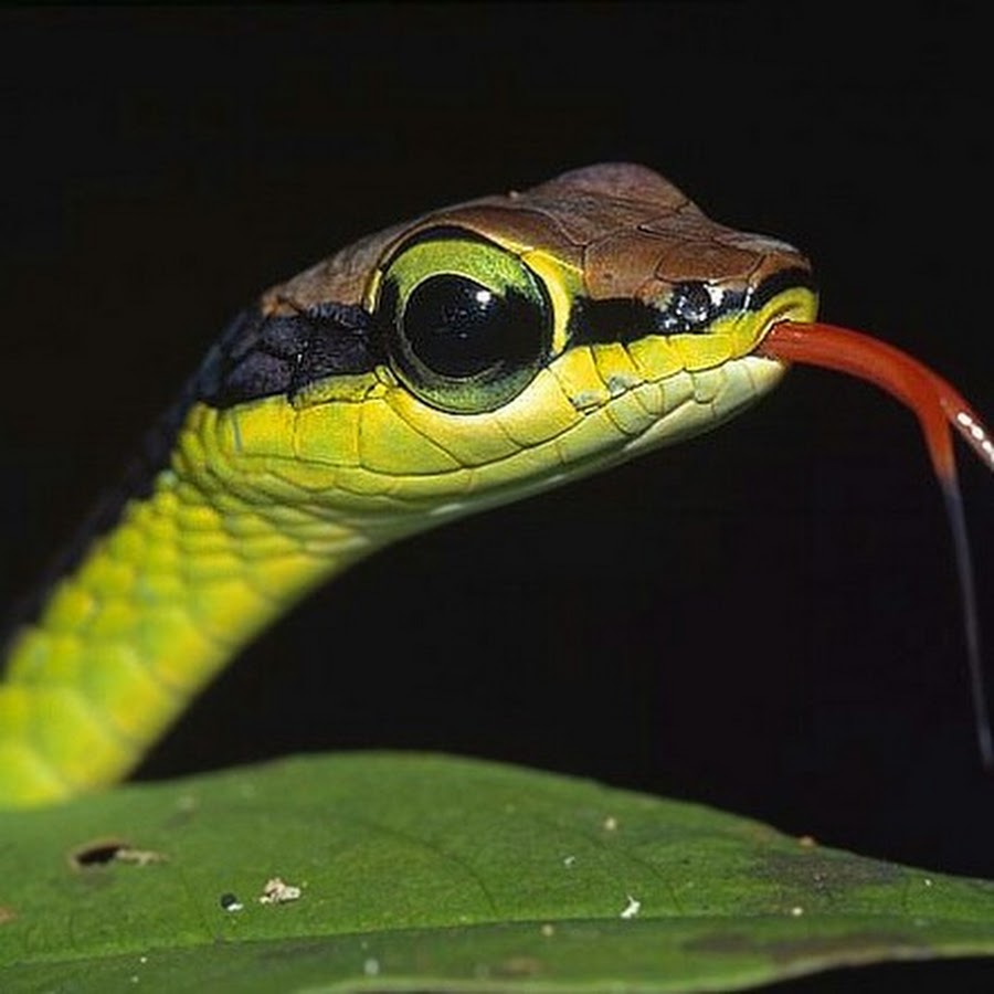 Веки змей сросшиеся прозрачные. Бамбуковая змея. Гавайские змеи. Любители рептилий. Логово рептилии.