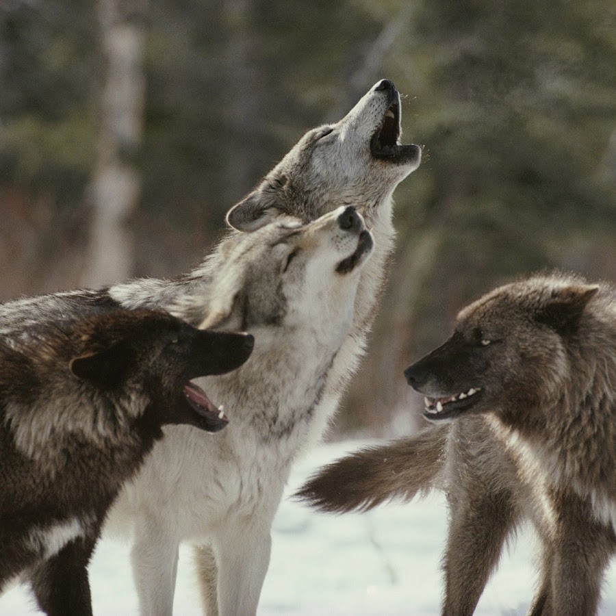 100 Wolf Cherry Pictures to Set Your Heart Ablaze