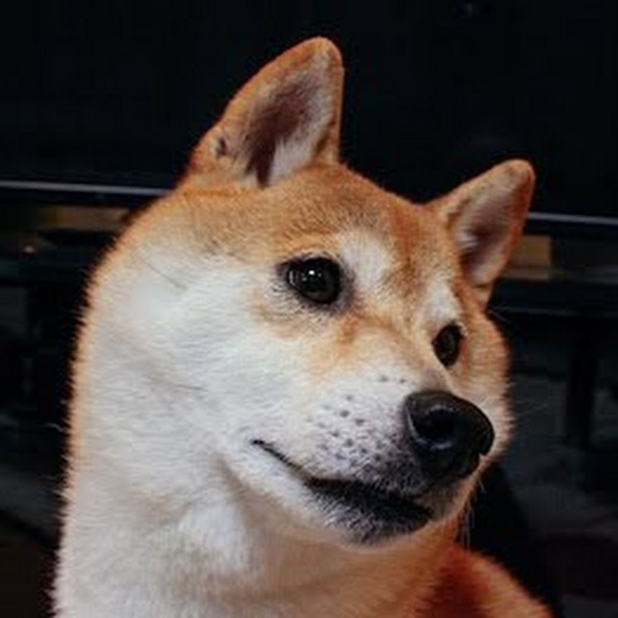 Doge20. Kabosu Dog.