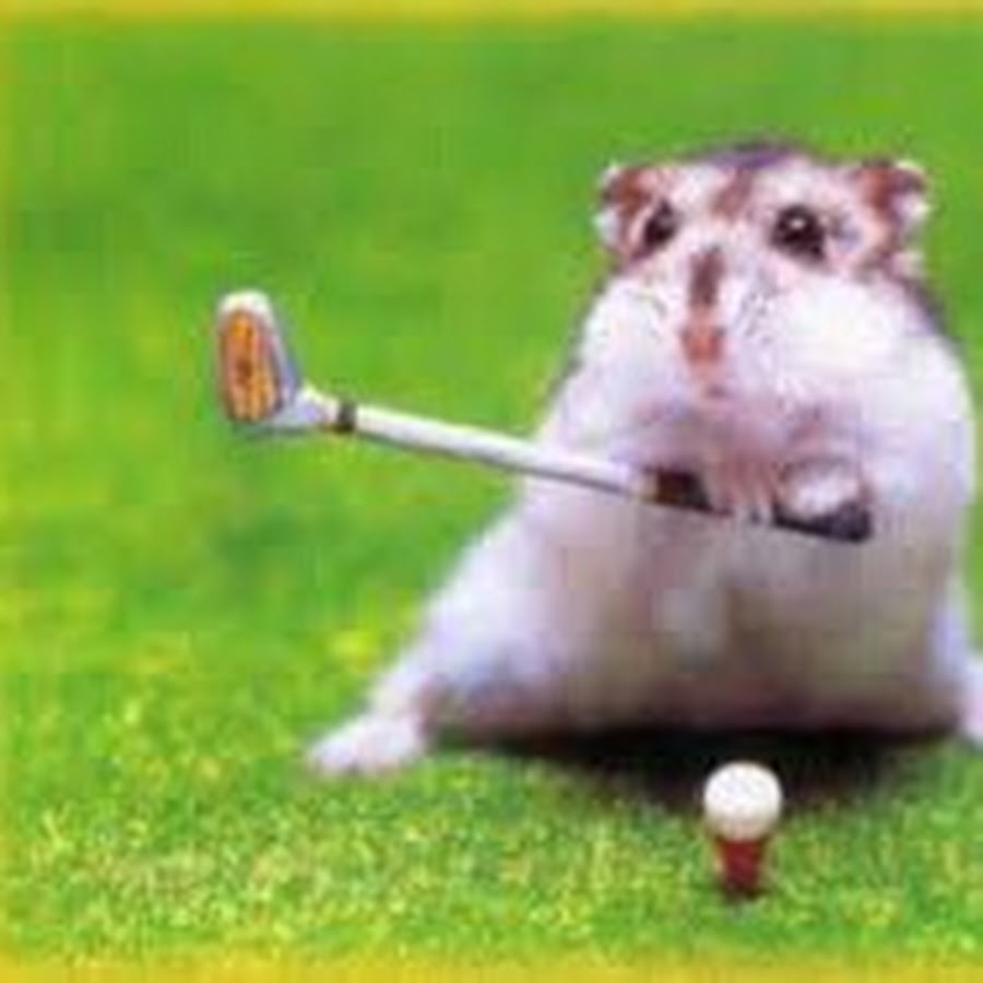 Sad hamster violin hamster. Хомяк. Хомяк фото. Хомяк спортсмен. Хомячок с копьем.