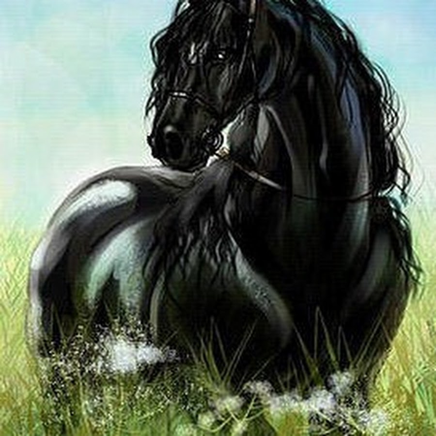 Лошадь черный. Лошадь с черной челкой. Тёмное дело кони. Лошадь черный Каран. Про черного коня