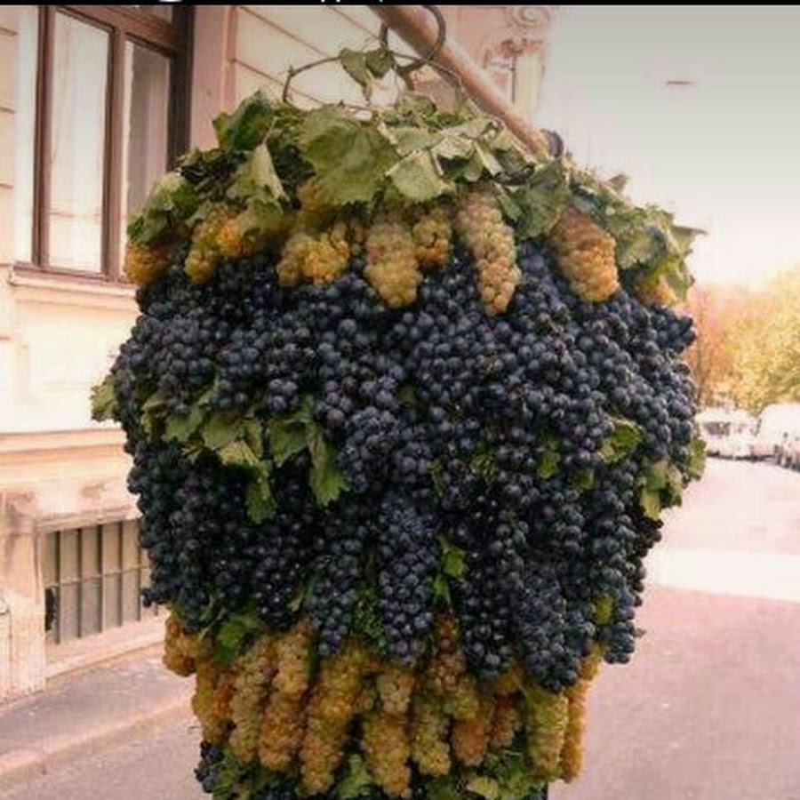 виноград эверест фото