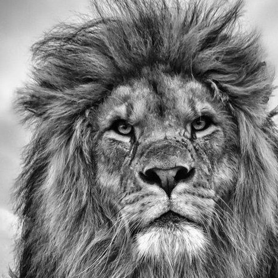 Ави лев. Ави лев. Лев с короной. Ави лев. Лев.