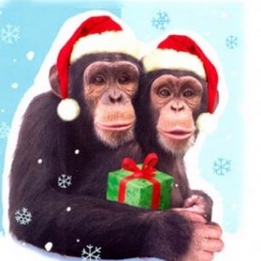 Новый год обезьян. Новогодняя обезьяна. Мартышка новый год. С новым годом обезьянка. Новый год с обезьянкой.