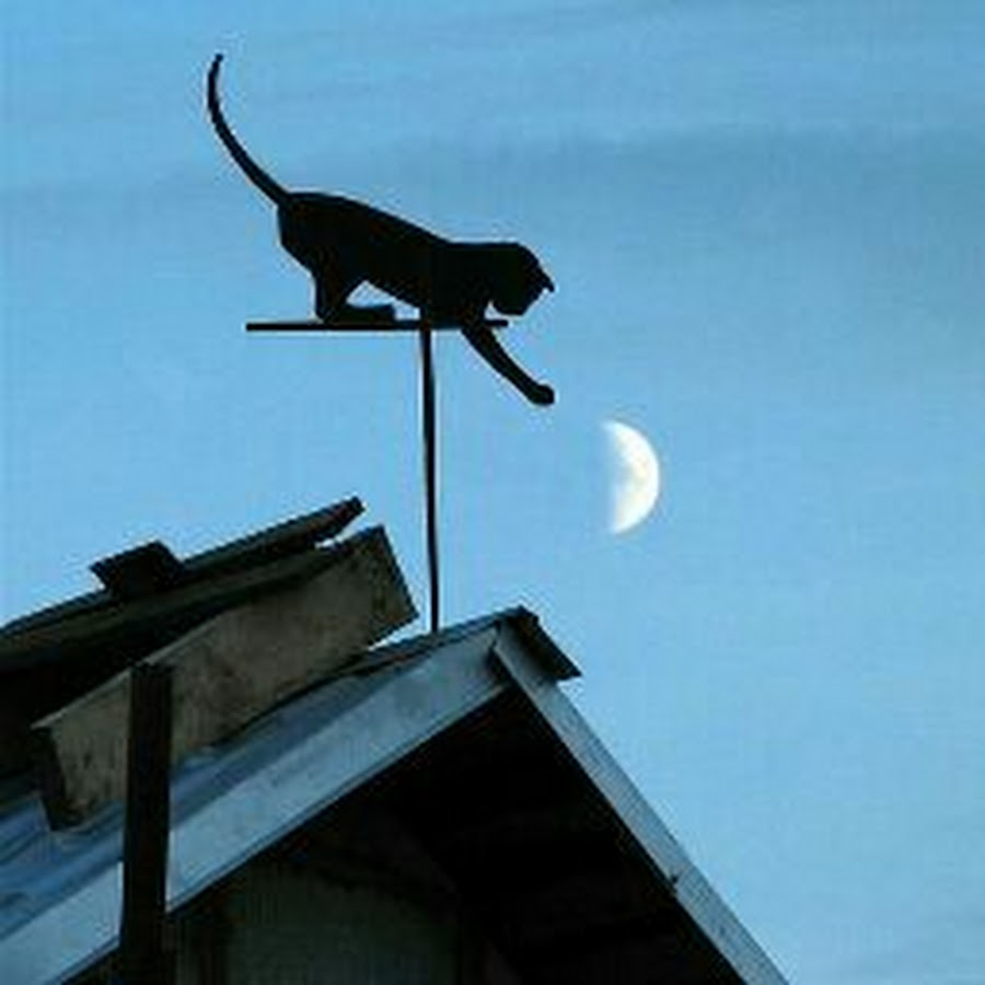 Я ловлю ловлю сигналы speed up. Кот на крыше. Кот на Креге. Черный кот на крыше. Коты на крыше ночью.