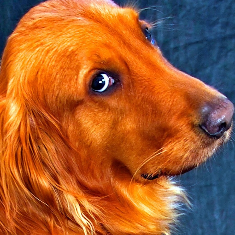 Породы рыжих собак. Ирландский сеттер светло рыжий. Порода ретривер рыжий. Ретривер длинношерстный рыжий. Рыжая длинношерстная собака.