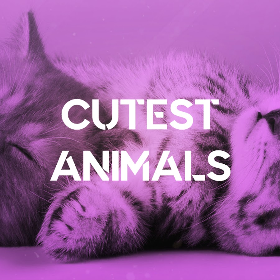Cutest Animals - YouTube