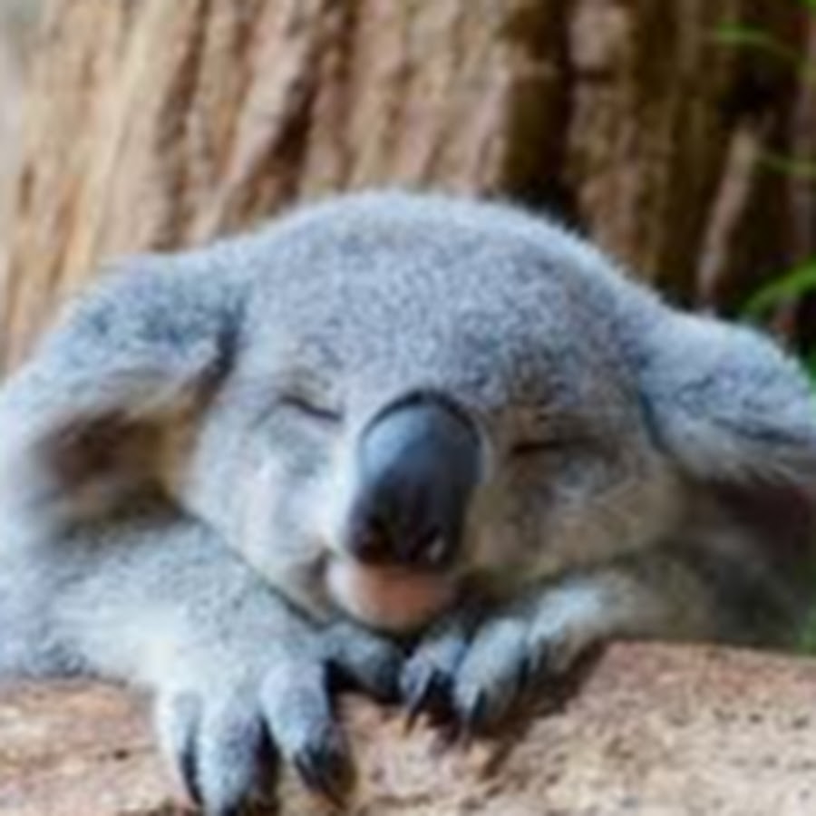 Сколько спят коалы. Коала. Сонная коала. Коала фото.
