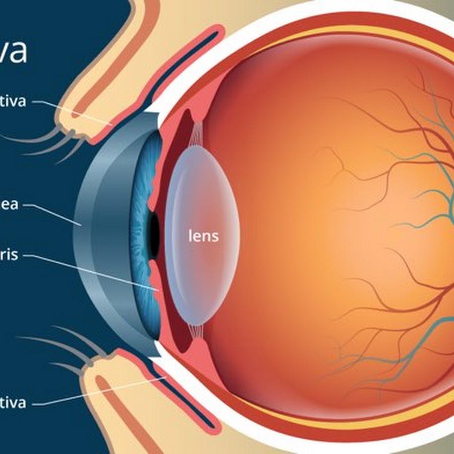 Конъюнктива. Conjunctiva Anatomy. Lens анатомия.