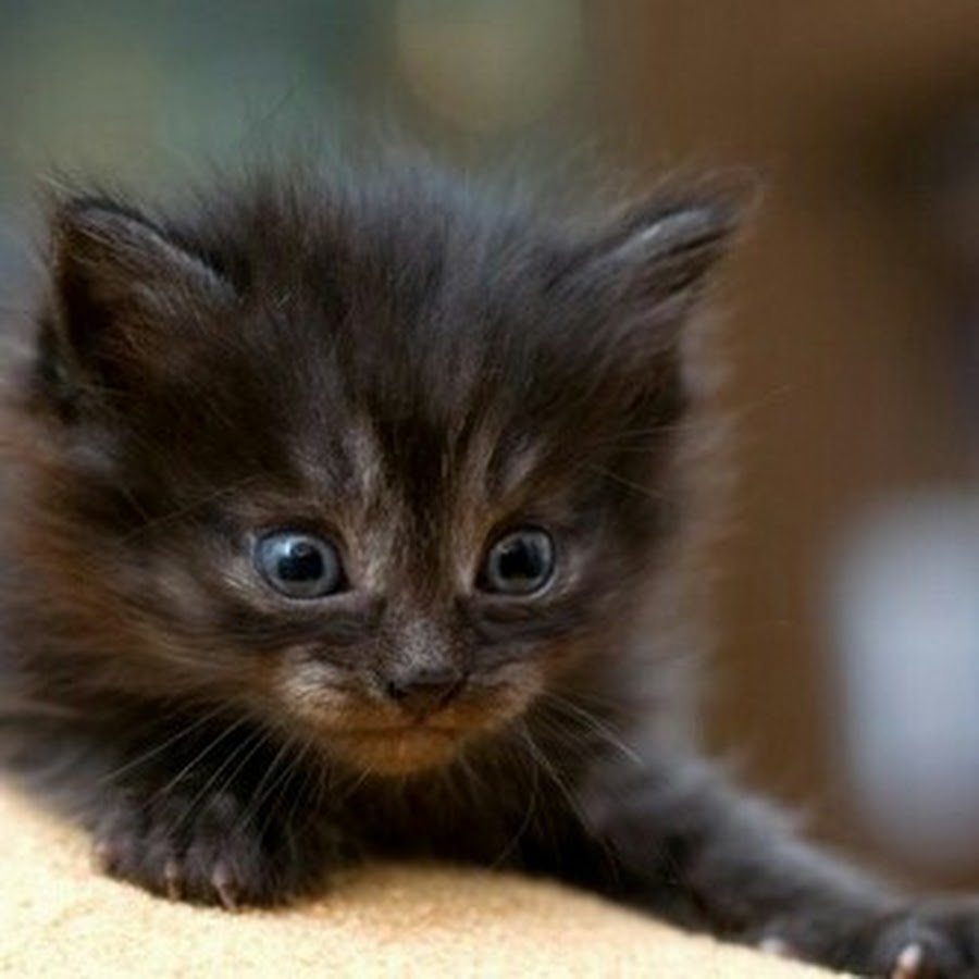 Котята в добрые пушистые. Черный котенок. Котята фото. Маленькие чёрные пушистые котята. Коричневый пушистый котенок.