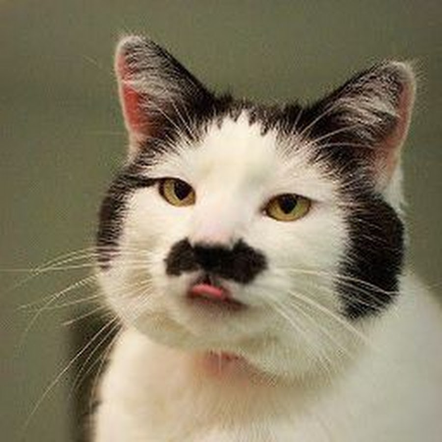 Adolf Kitler - YouTube