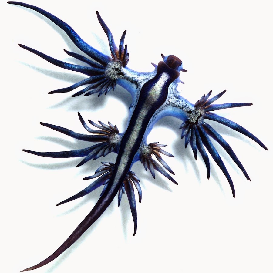 Glaucus Atlanticus голубой дракон