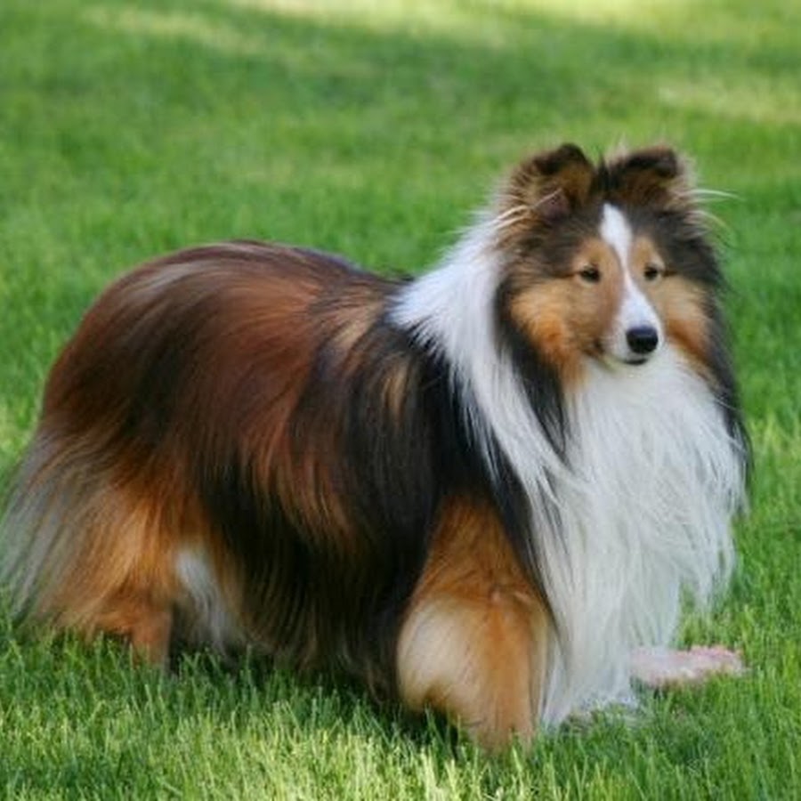 Afghan Hound Pictures Hunde rassen, Hunde, Rasse