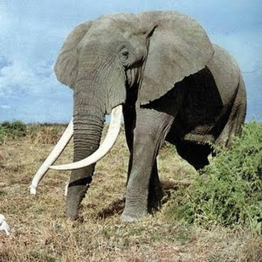 Известно что индийский слон крупное наземное. Саванный слон и Африканский слон. Бивни африканского слона. Африканский саванский слон. Хоботные индийский слон.