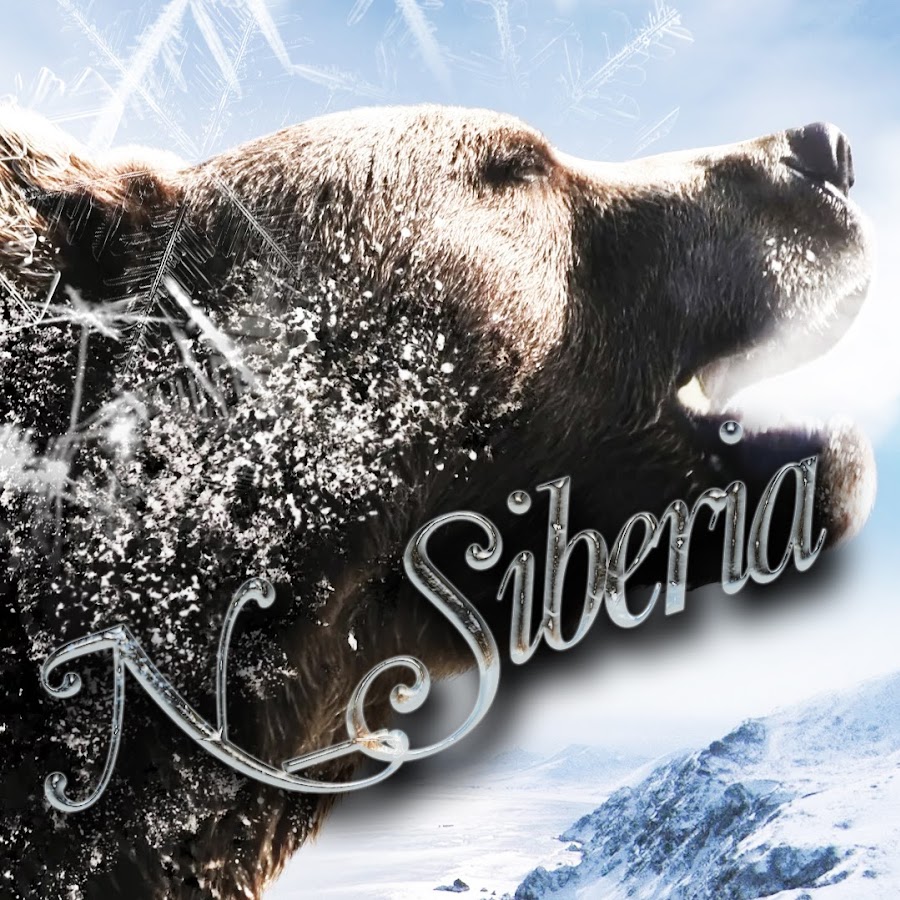 Сиберия видео. Сибирь n. Sibir ютуб. Я люблю Сибирь медведь Постер.