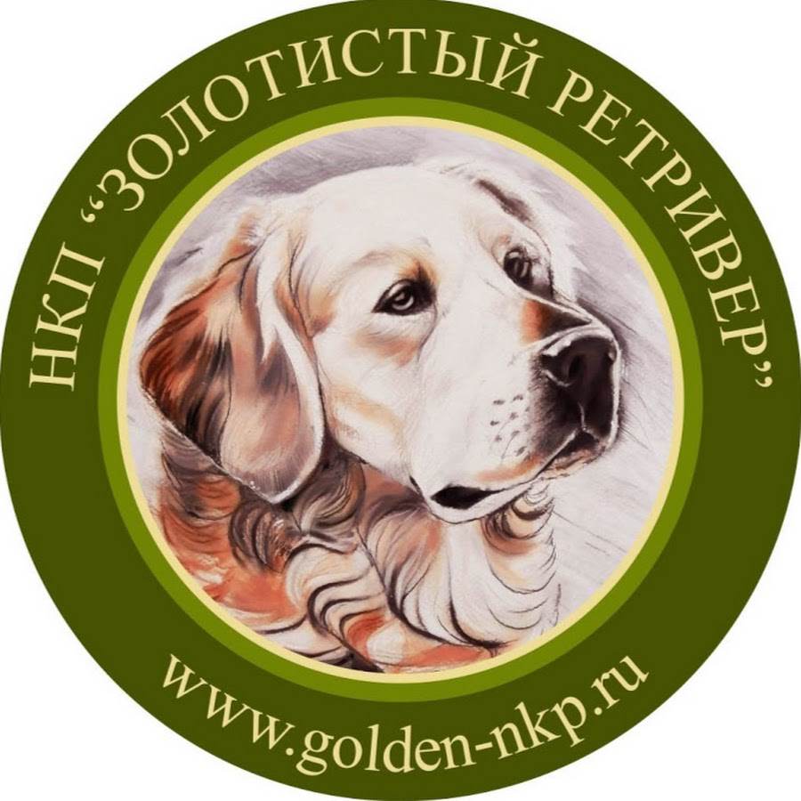 Golden alinee. НКП золотистый ретривер. Логотип НКП золотистый ретривер. ННГП логотип. Голден ретривер выставка.