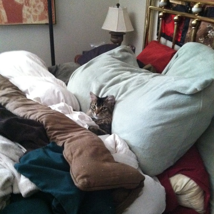 Кот в кровати прикол