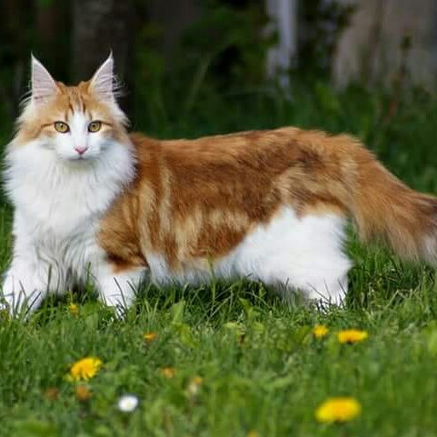Порода кошек с рыжей шерстью. Норвежская длинношерстная Лесная кошка. Норвежская Лесная биколор. Норвежский Лесной кот рыжий. Норвежская Лесная кошка рыжая.