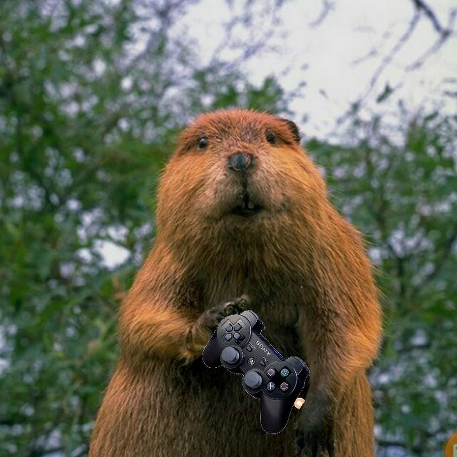 Accidental beaver shots