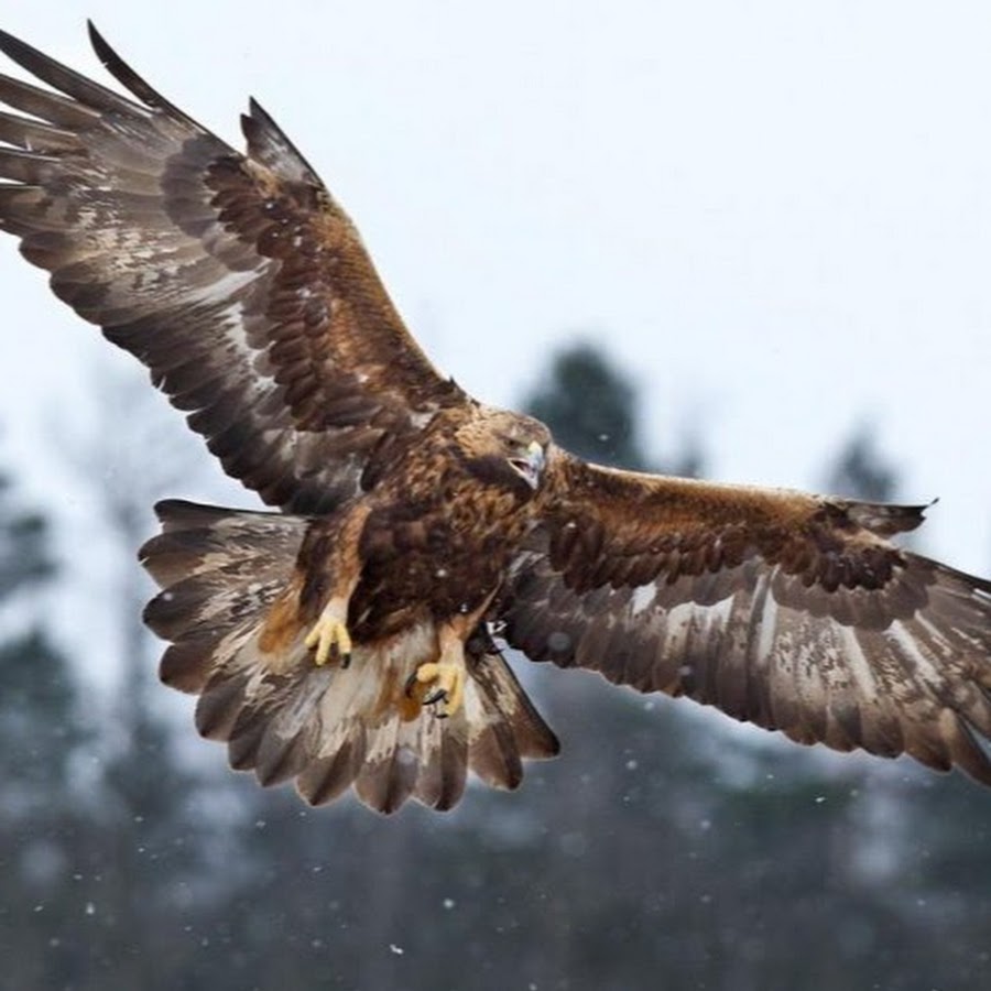 Беркут птица фото. Беркут Aquila chrysaetos. Беркут Халзан. Обыкновенный Беркут Пермский край. Aquila chrysaetos.