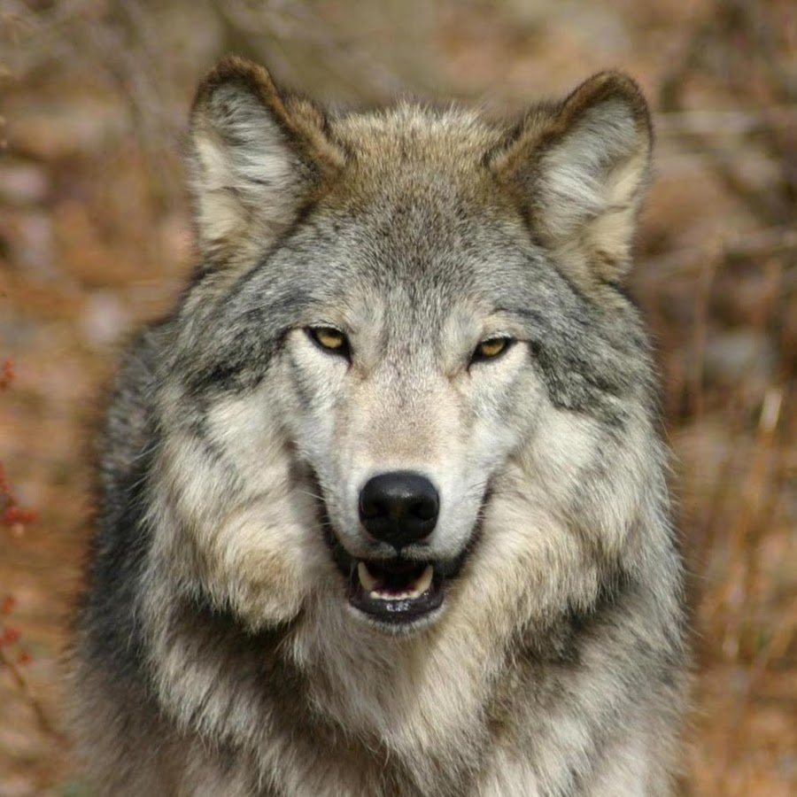 Wolf princes. Волчара. Тамбовский волк Тайсон. Бывалый волк. Волк Улан Удэ.