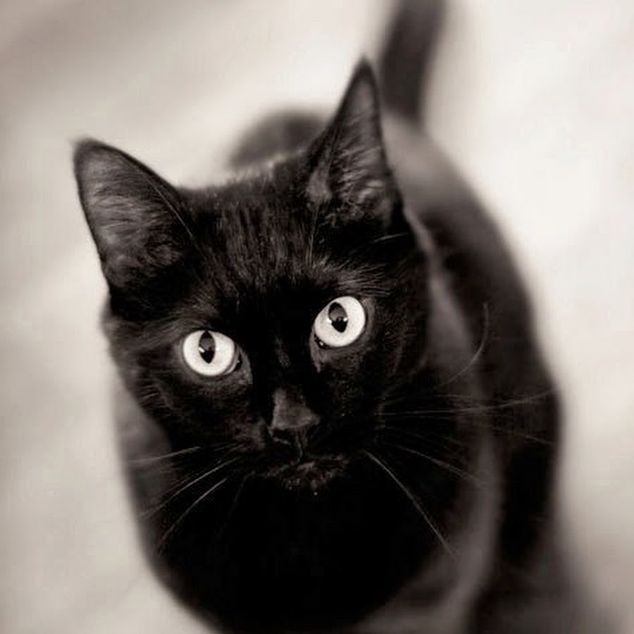 Квадробика черная кошка. Черные коты. Белый кот с черными глазами. Кошечка черная. Красивая черная кошка.