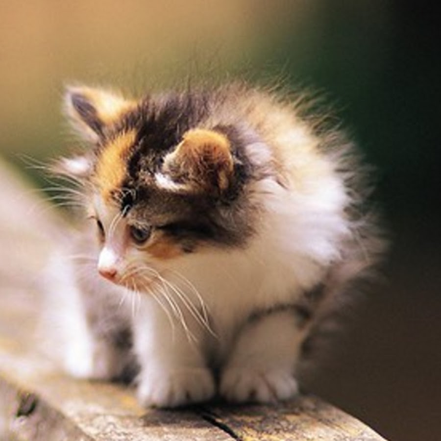 Маленькие кошечки. Маленький котенок. Маленькие котята пушистые. Милые кошки.