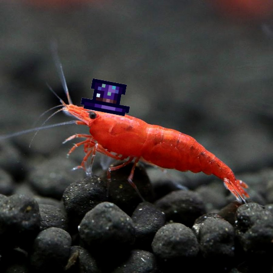 Live Freshwater Nano Shrimp - 3X .5 inch Red Cherry Shrimp - Peaceful Neocaridin