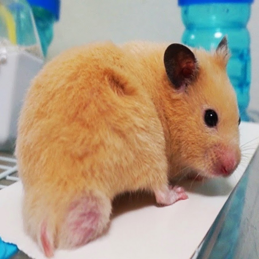 Hamster ютуб канал