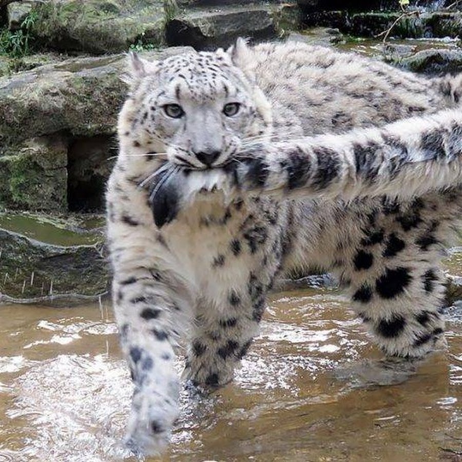 манга снежный барс любит кусать свой хвост фото 71