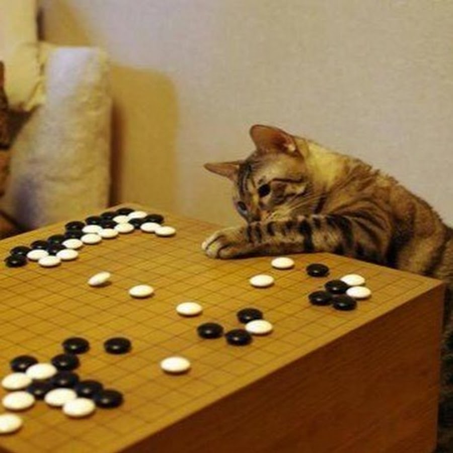 Игра go play. Настолки и кот. Кот и шашки. Настолка про кота. Настольная игра котики.
