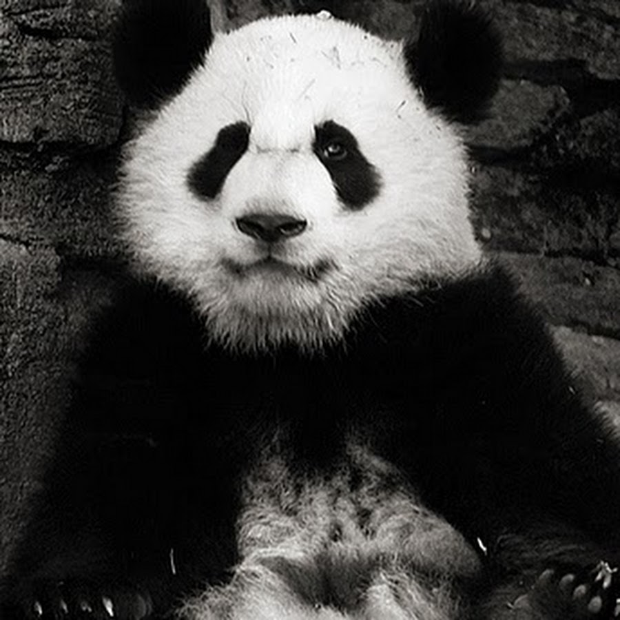 Great panda. Панда фото. Большая Панда. Красивая Панда. Панда улыбается.
