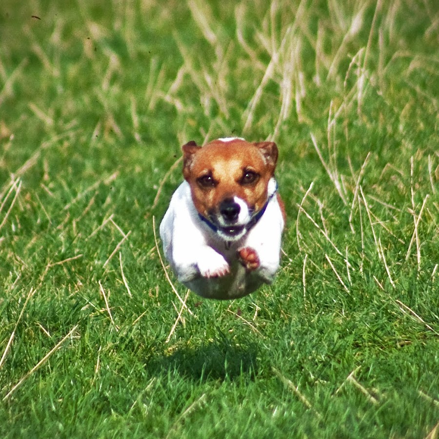 My dog can fly. Джек-Рассел-терьер. Джек-Рассел-терьер альбинос. Джек Рассел альбинос. Джек Рассел терьер охотничья.