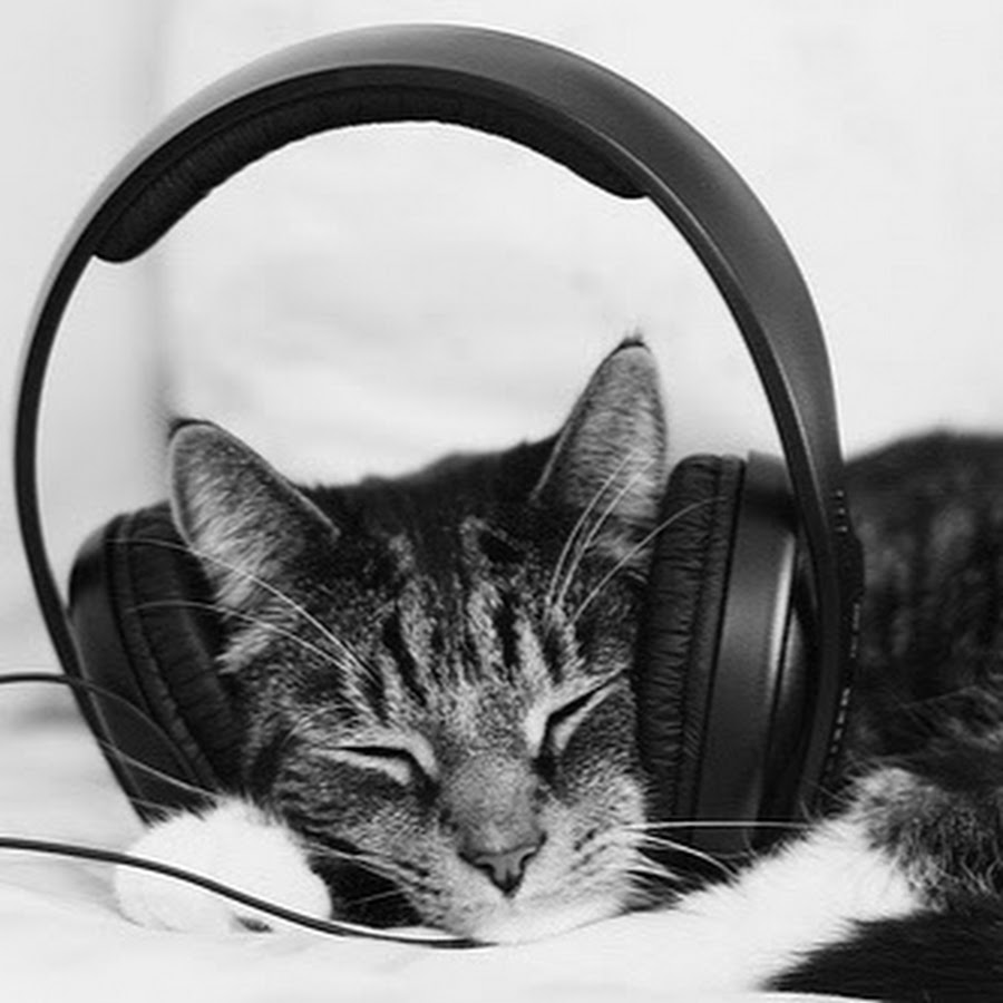 Звук птиц для кошек слушать. Кот в наушниках. Кот слушает. Кот слушает музыку. Маленький котик в наушниках.