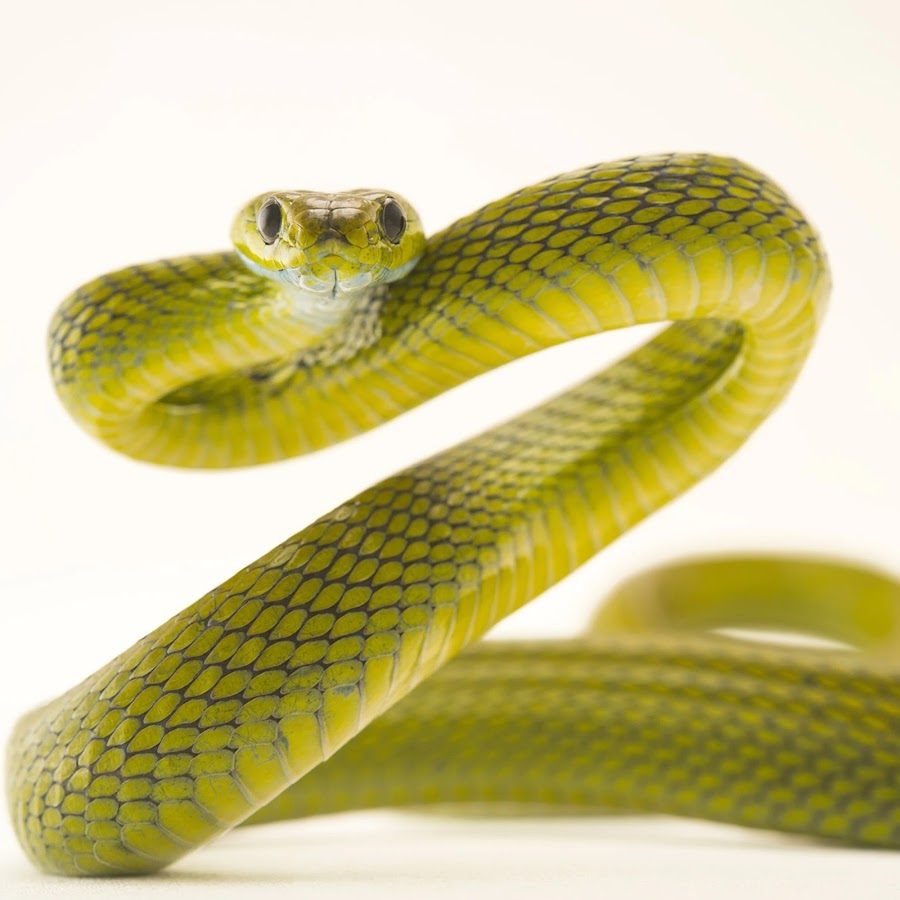 Слух змеи. Зеленая бойга змея. Boiga cyanea. Зелёная змея Гюрза. Boiga kraepelini.