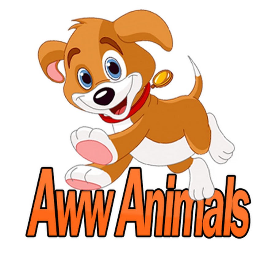 Aww Animals - YouTube
