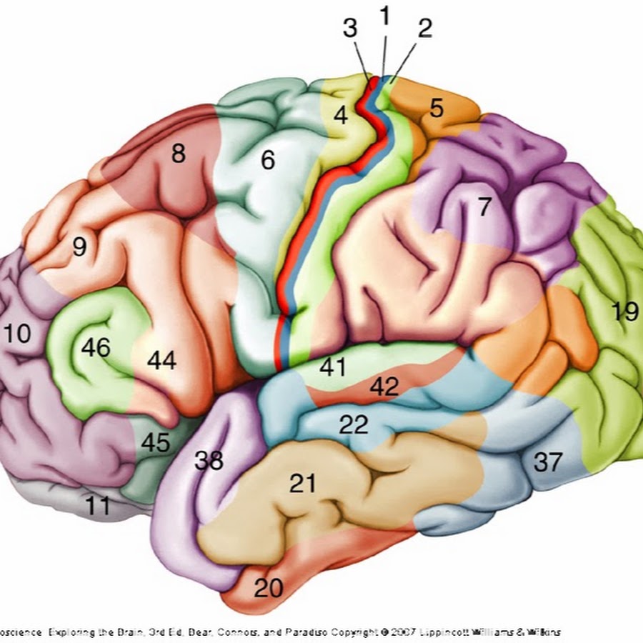 Карта мозга. Зоны Бродмана. Поля коры головного мозга по Бродману. 41 Поле Бродмана. 41 42 Поля Бродмана.