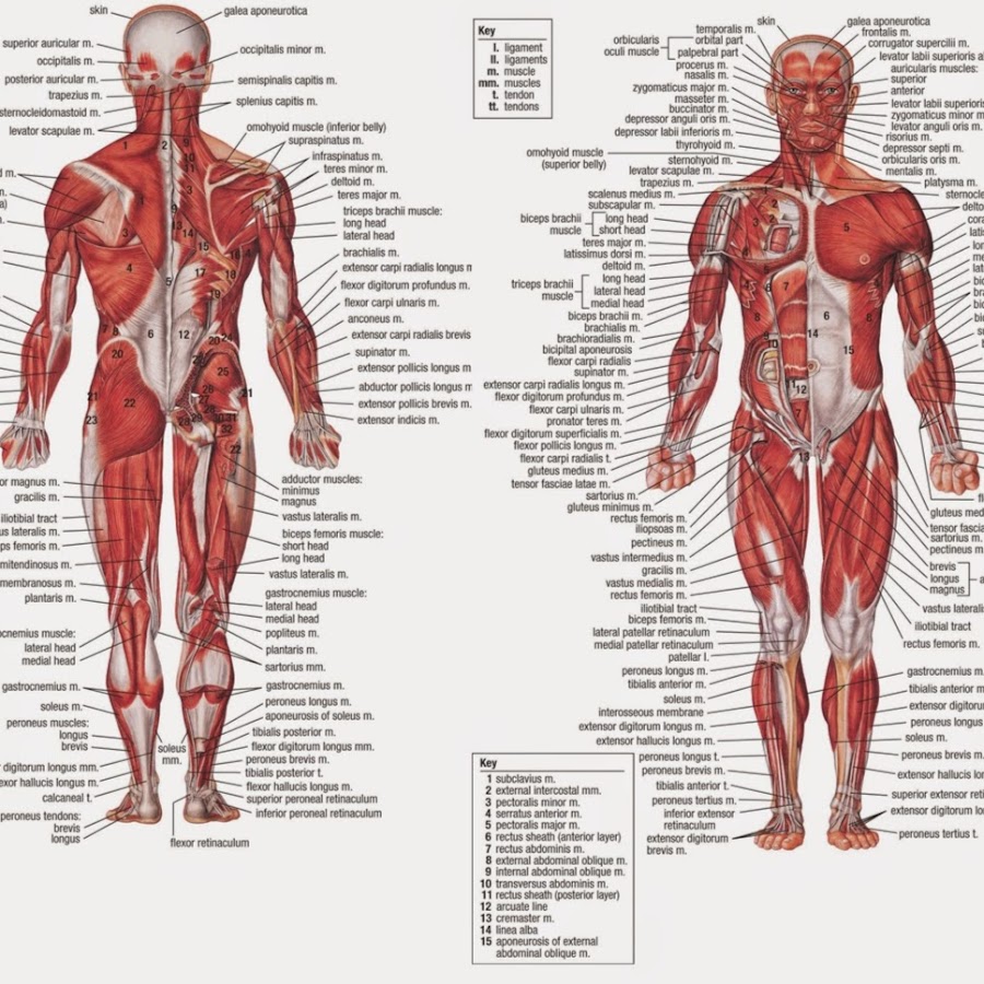 Анатомический атлас мышц человека в картинках